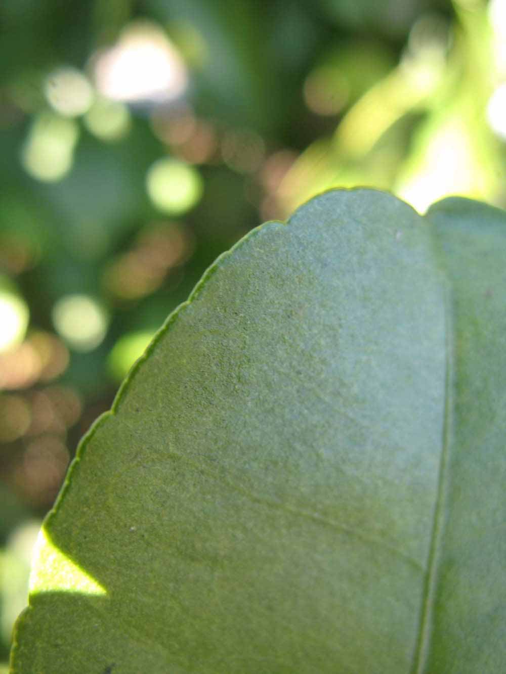              Margin (Winter Haven, FL)       